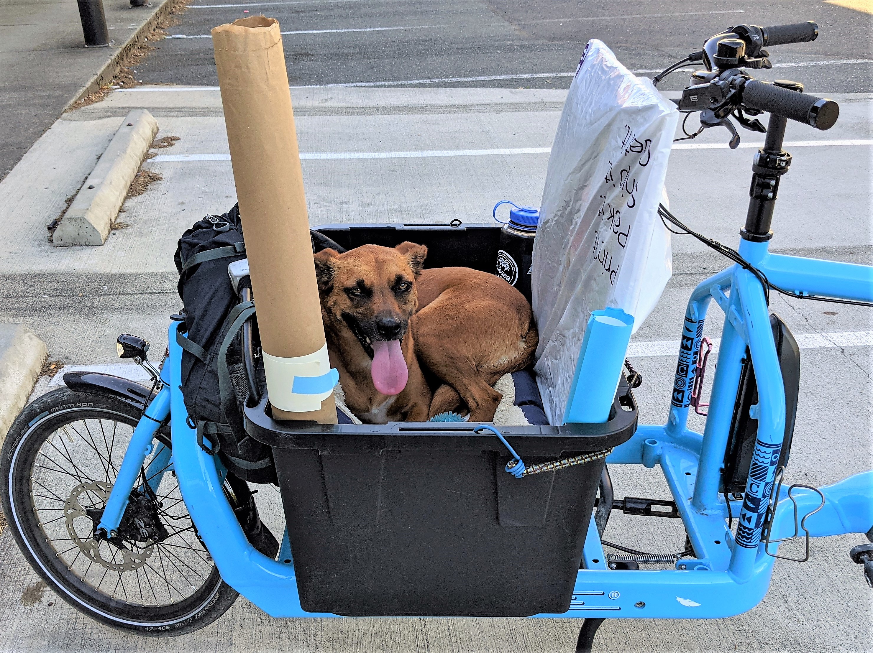 Diy Bike Dog Carrier Diy Front Bike Basket For Dog Diy Dog Carrier