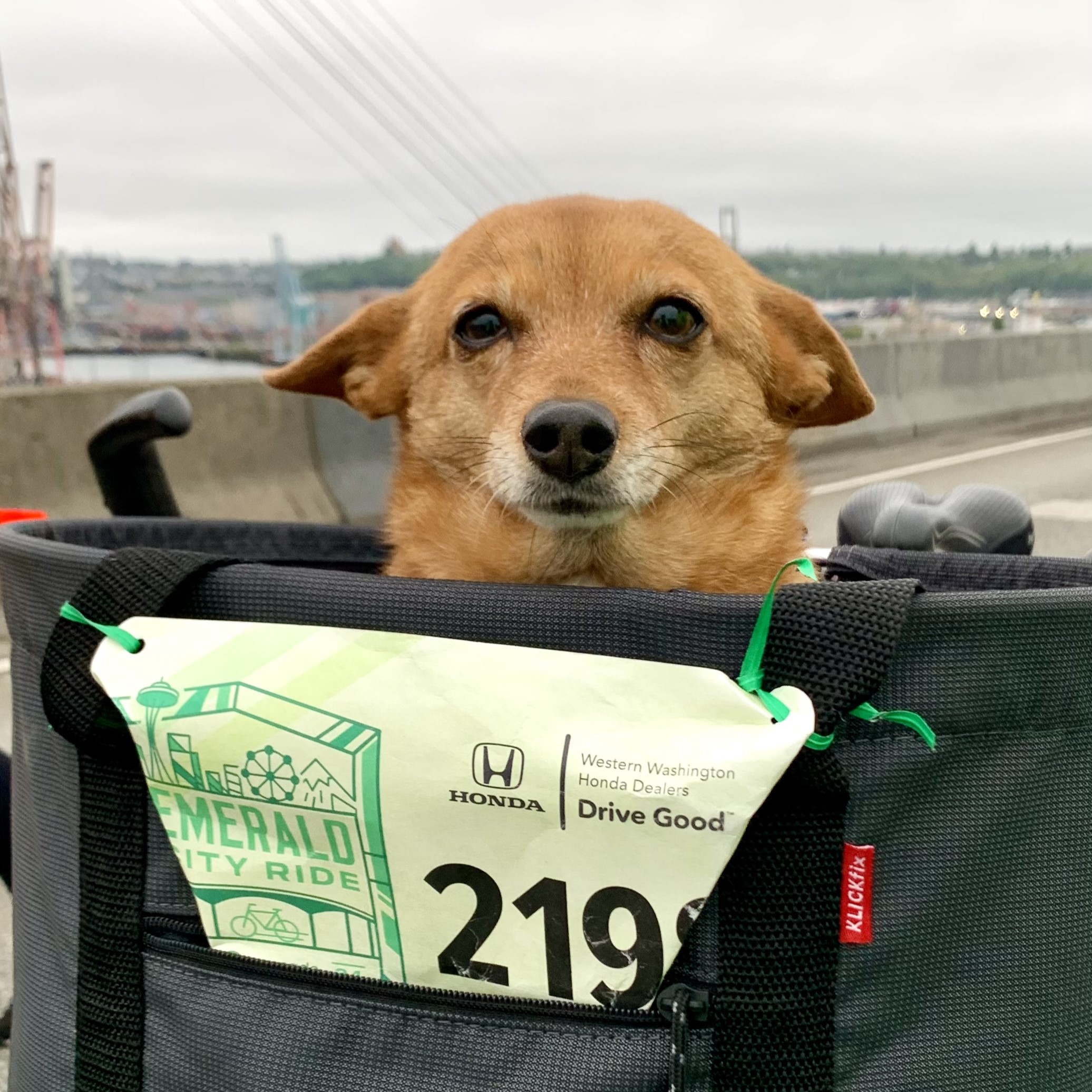 Sprout biked the bridge!