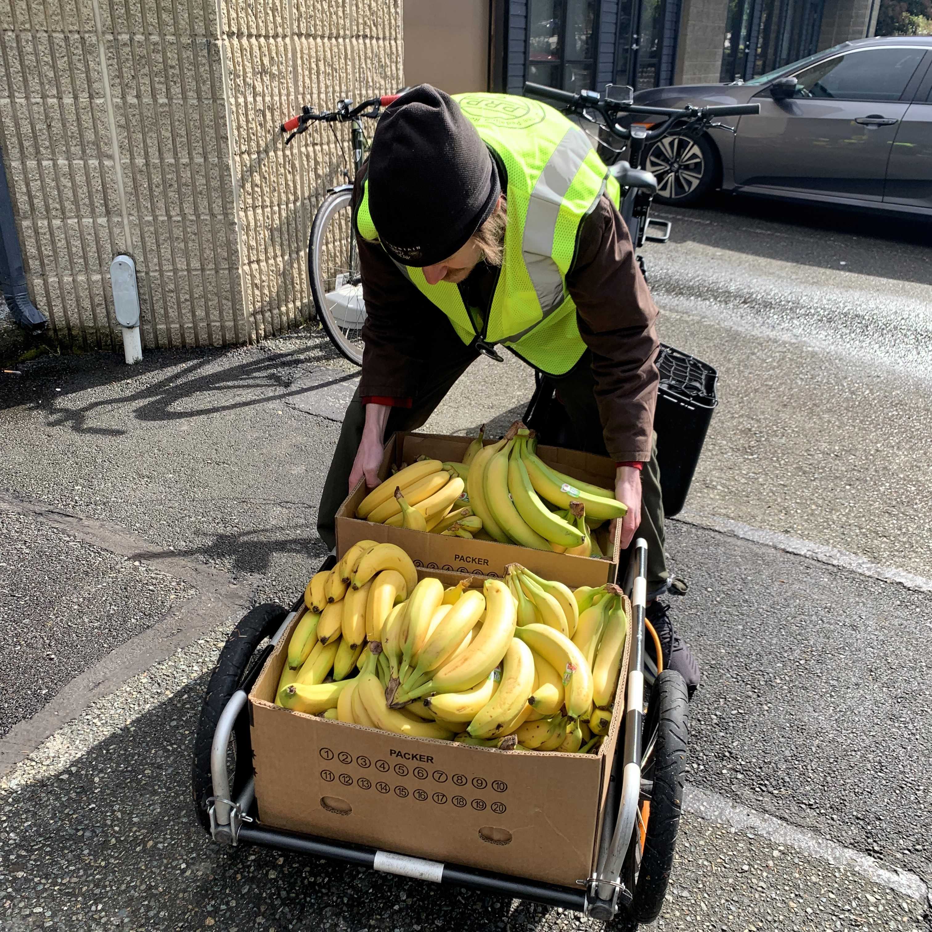 Landon loads bananas onto a Burley trailer
