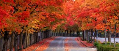Fall colors