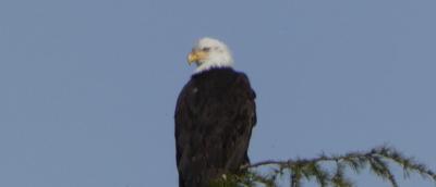 Eagle at View Ridge Playfield