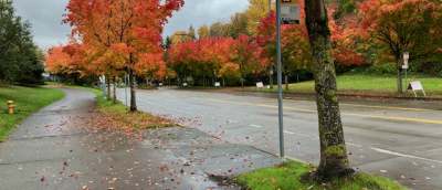 Leaves Along Harbor Avenue SW
