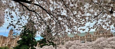 Cherry Trees Blooming in the UW Quad