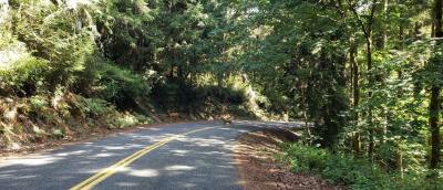 a couple of deer on a rural road