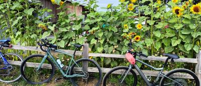 Bicycles and sunflowers