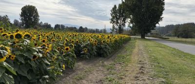 Farmer's field with sunflowers beside paved road.  