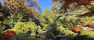 Kubota Garden in Fall with trees and pond