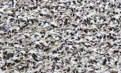 Snow Geese on Fir Island