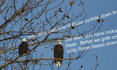 Bald Eagles we may see.