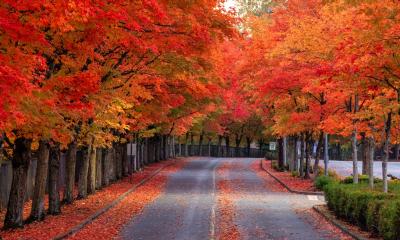 Fall colors