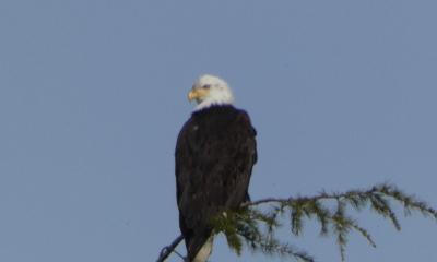 Eagle at View Ridge Playfield
