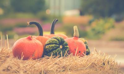 variety pumpkins on straw