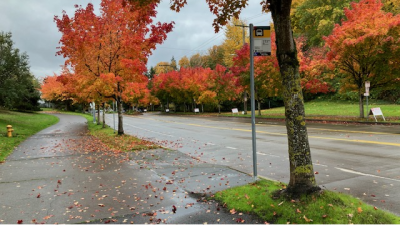 Leaves Along Harbor Avenue SW