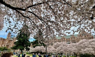 Cherry Trees Blooming in the UW Quad