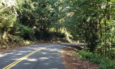 a couple of deer on a rural road