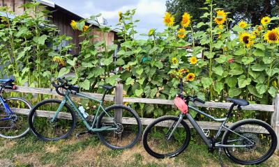 Bicycles and sunflowers