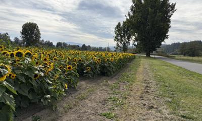 Farmer's field with sunflowers beside paved road.  