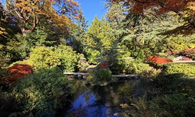 Kubota Garden in Fall with trees and pond
