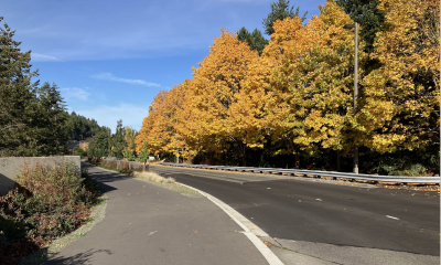 fall foliage